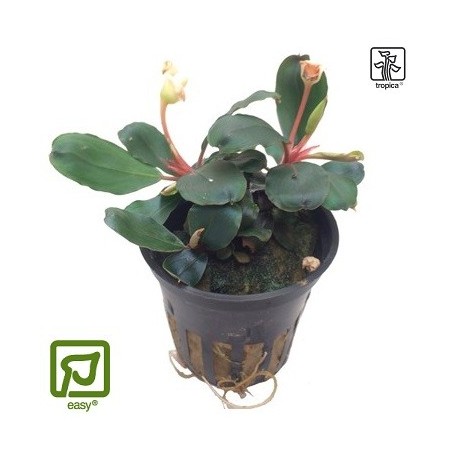 Bucephalandra sp. Red potted