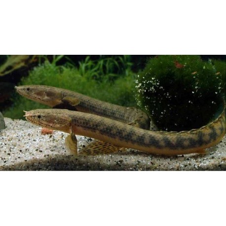 Polypterus senegalus 7-8cm