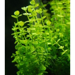 Lindernia Rotundifolia(ΦΠ)