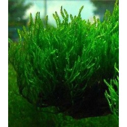 Taxiphyllum sp."Flame" Moss cup(ΦΠ)