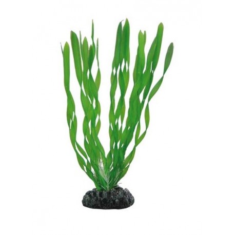 Hobby Διακοσμητικό φυτό Vallisneria 20cm