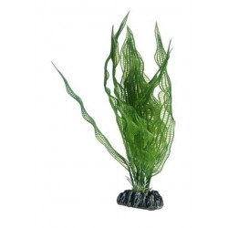 Hobby Διακοσμητικό φυτό Aponogeton 25cm