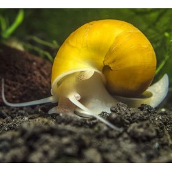 Golden Apple Snails Medium-Large