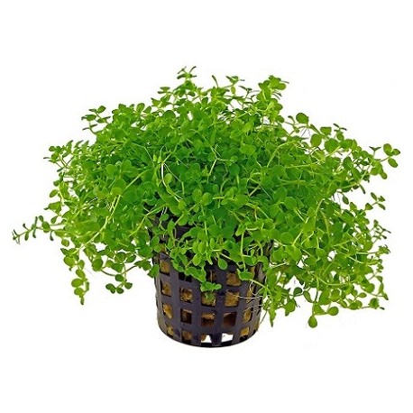 DENNERLE Micranthemum tweediei (Montecarlo) Pot