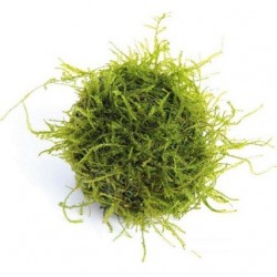 Biosphere ball with Java moss