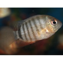 Severum Green Spotted 4-5m