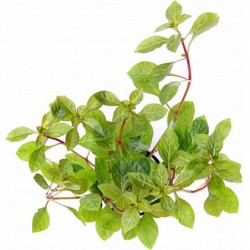 DENNERLE Ludwigia repens Terracotta ring